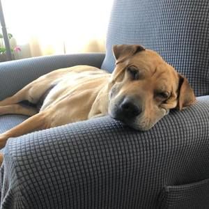 Meet your Posher, Jenny